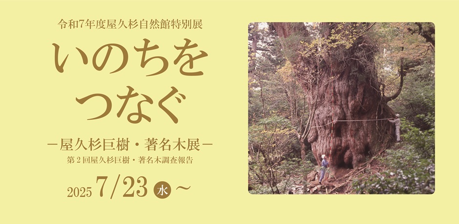 特別展「いのちをつなぐ―屋久杉巨樹・著名木展―第２回屋久杉巨樹・著名木調査報告」