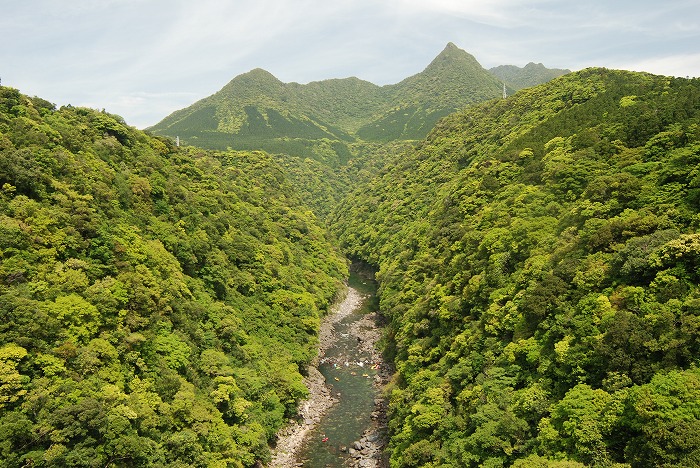 照葉樹林