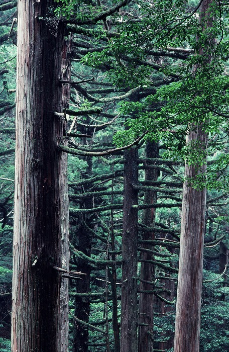 樹齢1000年以下の小杉