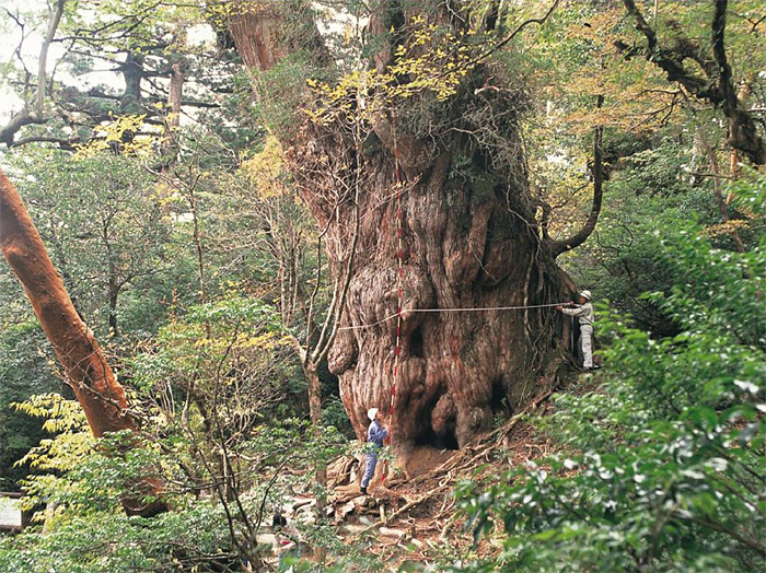 屋久杉巨樹 著名木 屋久島町屋久杉自然館