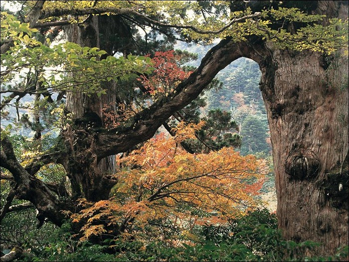 夫婦杉(めおとすぎ)