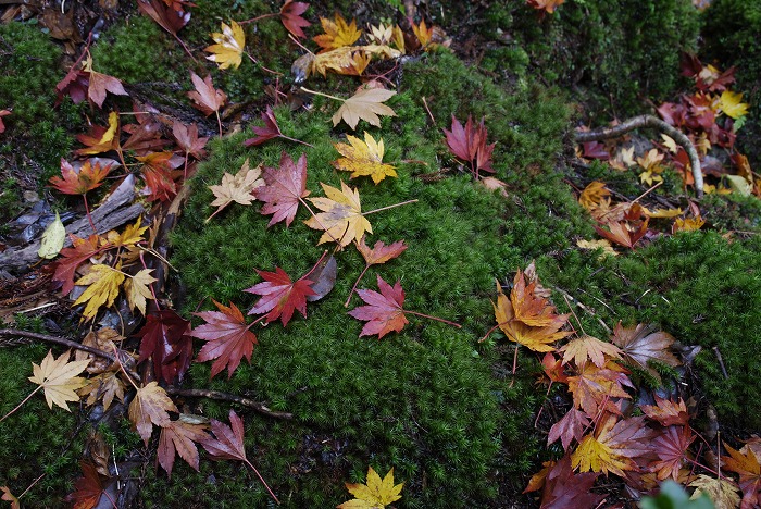 紅葉する落葉樹(コハウチワカエデ)