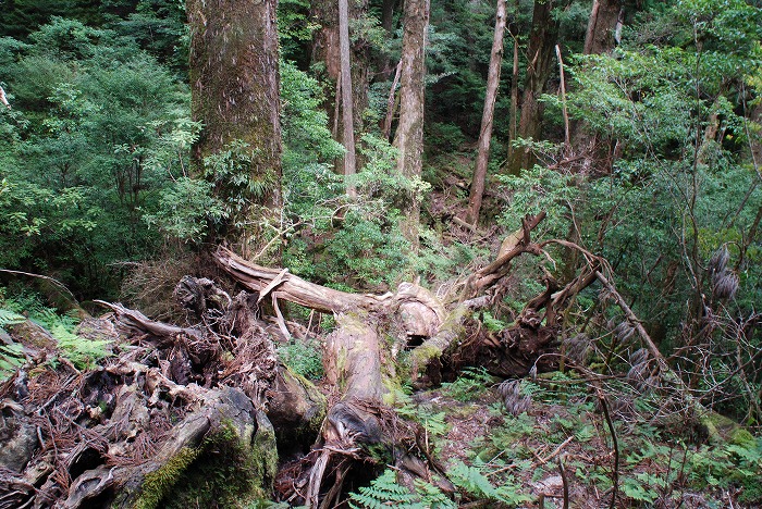 倒木や土砂崩れが活性的な森林生態をつくりだしている