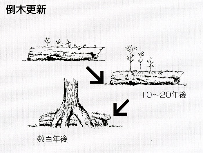 倒木更新