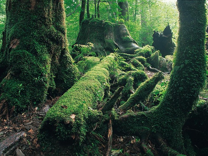 屋久杉の森は日本を代表する自然林