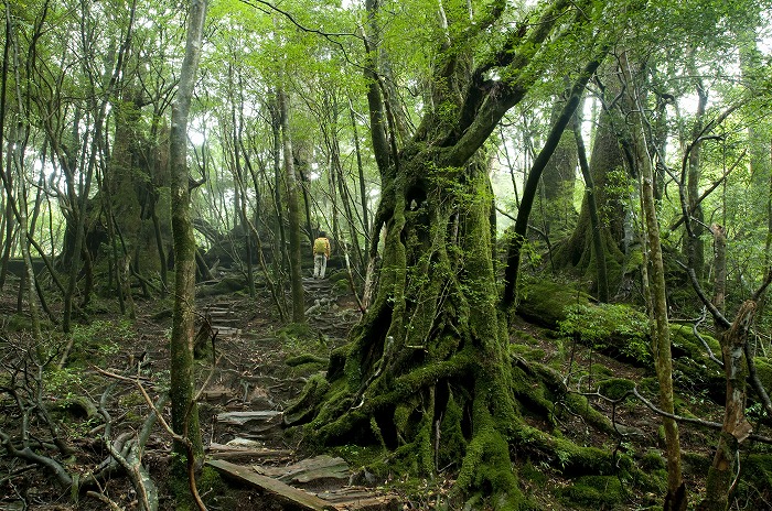江戸時代の伐採後の美しい森