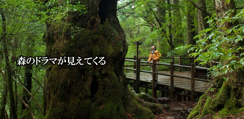 屋久島町屋久杉自然館 屋久島町屋久杉自然館